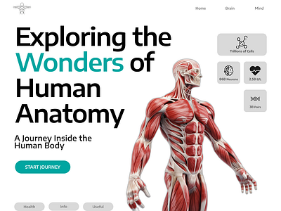 Exploring the Human Anatomy graphic design human anatomy ui ux web design