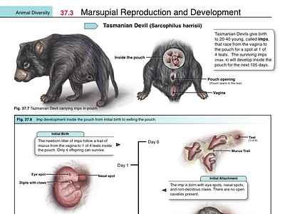 Marsupial reproduction by Katy Uribe on Dribbble