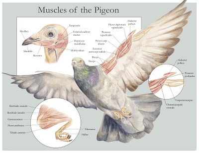 Muscles of the Pigeon - Watercolor