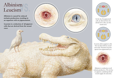 Albinism vs. Leucism - Watercolor