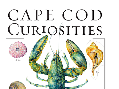 Cape Cod Curiosities Poster design illustration poster science