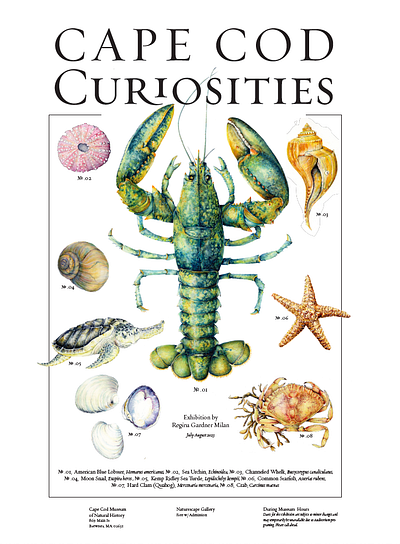 Cape Cod Curiosities Poster design illustration poster science