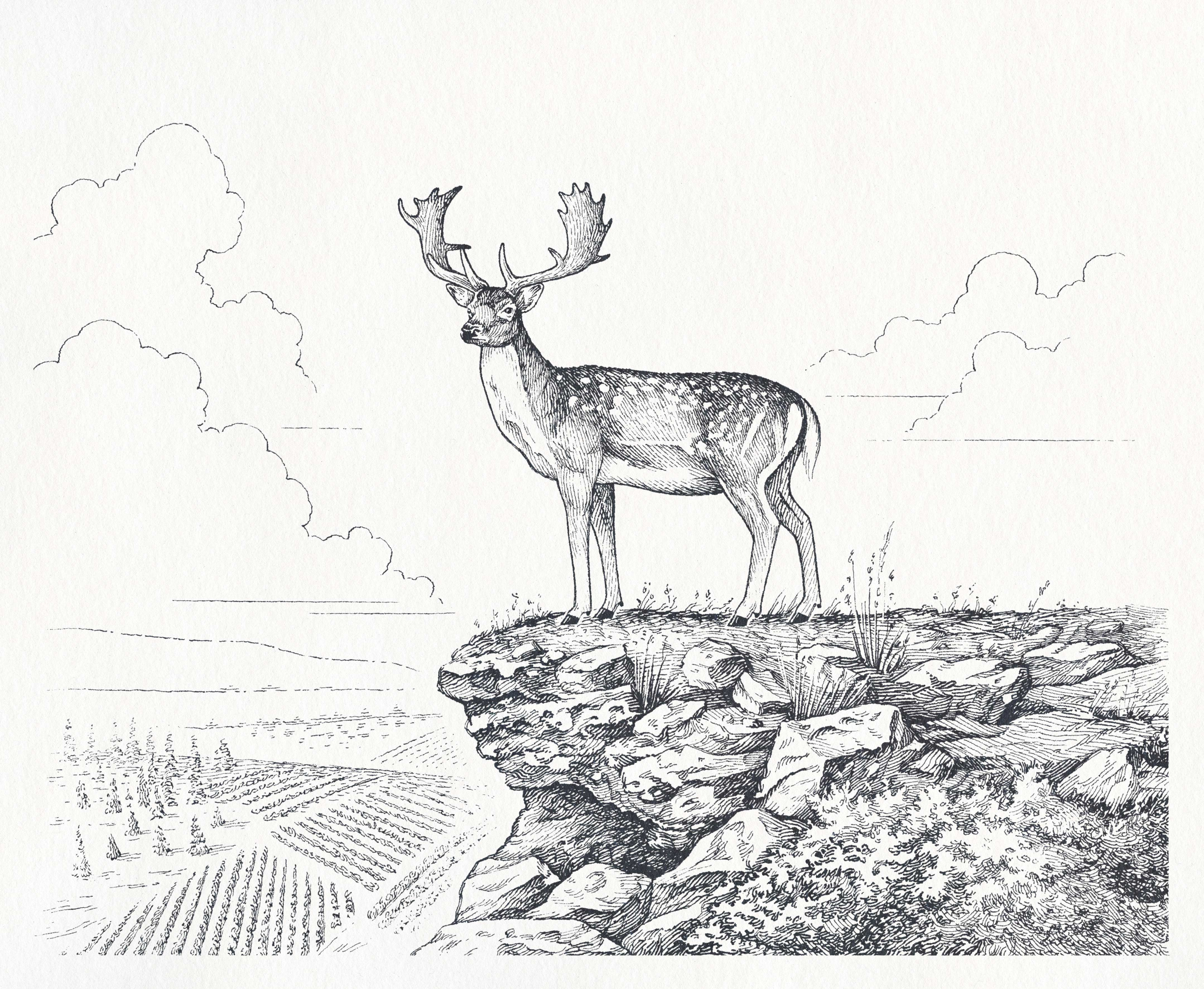 Dalton Winery beverage deer fallow deer hand drawn illustration label landscape line art line work nature packaging packaging illustration pen and ink pen drawing stag traditional wildlife wine winery