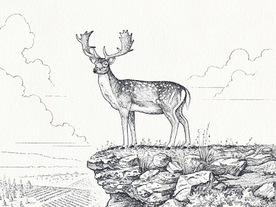 Dalton Winery beverage deer fallow deer hand drawn illustration label landscape line art line work nature packaging packaging illustration pen and ink pen drawing stag traditional wildlife wine winery