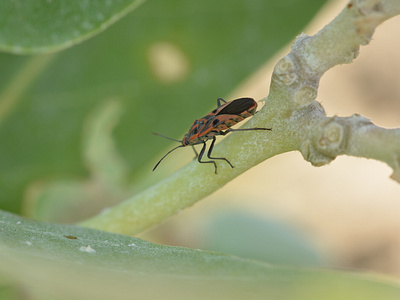 Macro Photography photography