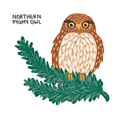 Northern Pygmy Owl adorable animals artwork bird birds colorful cute digital art digital illustration illustration nature nature illustration owl procreate procreate art textured wildlife wildlife illustration