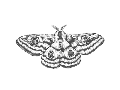 Saturnido - Illustration art artwork butterfly graphic design illustration ink insect traditional