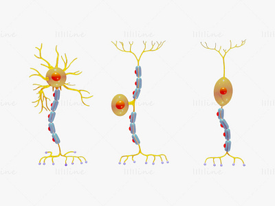 Types of Neurons 3D Model