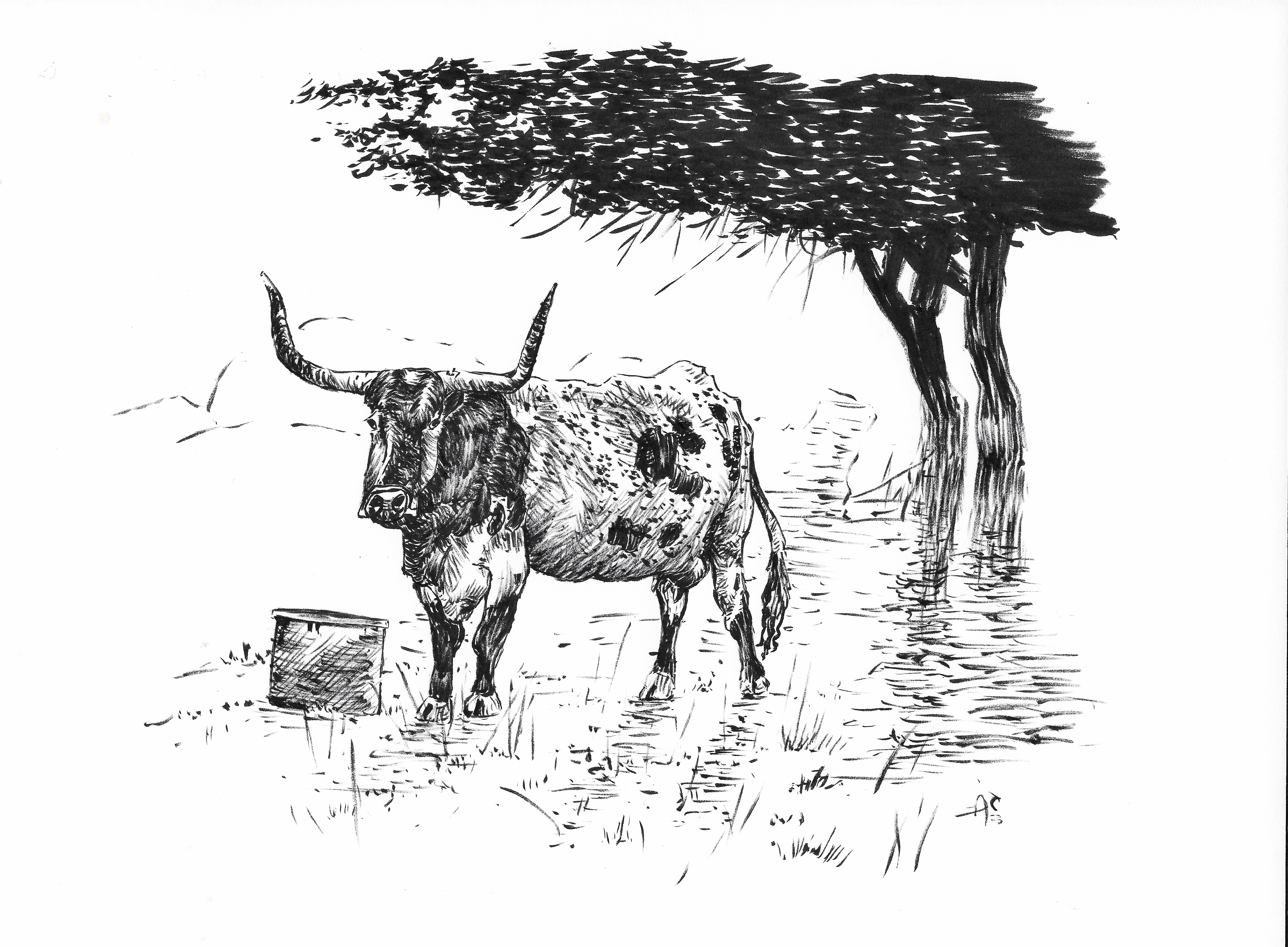 Mooo. Cows are cool. animal cow drawing illustration ink inktober longhorn sketch