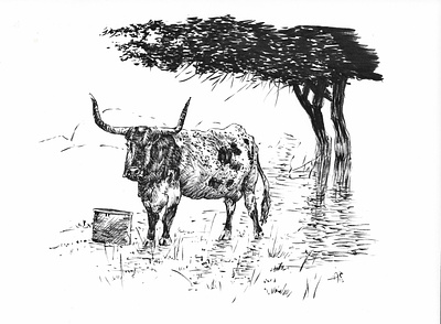 Mooo. Cows are cool. animal cow drawing illustration ink inktober longhorn sketch
