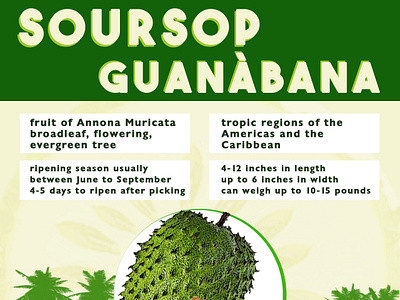 Soursop/Guanabana Infographic design graphic design illustration typography vector