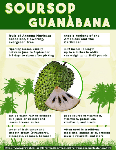 Soursop/Guanabana Infographic design graphic design illustration typography vector