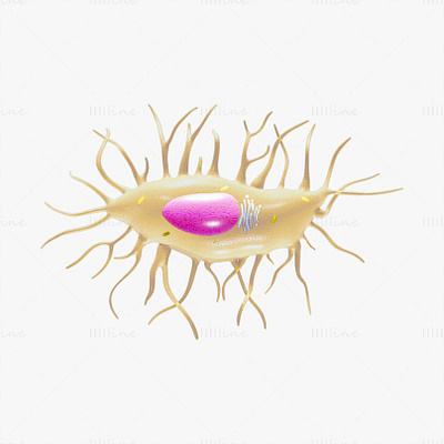 Osteocyte Bone Cell 3D Model