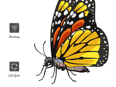 Science Project - Butterfly. anatomy animation art biology butterfly education facts illustration infographic insect life cycle monarch butterfly project science science project