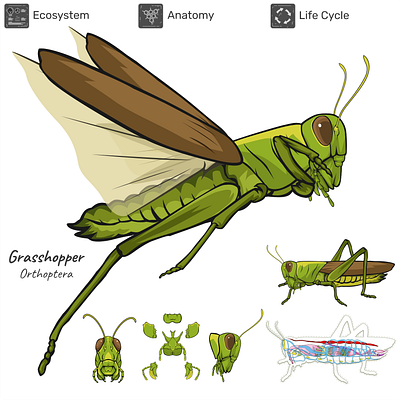 Science Project - Grasshopper (Orthoptera) anatomy animal animated animation biology education grasshopper grasshopper life cycle illustration infographic insect life cycle orthoptera science wild life