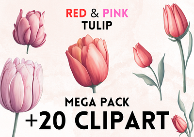 Red & Pink Tulip Clipart clipart clipart png design flower flowers graphic design png red flower red tulip rose roses tulip