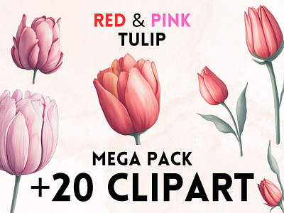 Red & Pink Tulip Clipart clipart clipart png design flower flowers graphic design png red flower red tulip rose roses tulip