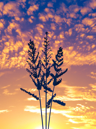 Plant in the sky https://share.clickasnap.com/profile/pejuang_rp plant sky sunrise sunset