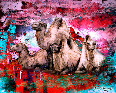 Quatre chameaux à Gaza