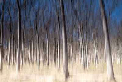 abstract photography nature trees intentional blur ethereal graphic design