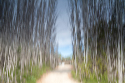 abstract photography nature trees intentional blur ethereal photography