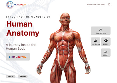 ANATOMY WEBSITE LANDING PAGE anatomy anatomy website health website human anatomy illustration inspo medical website mockup students template uiux website design