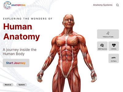 ANATOMY WEBSITE LANDING PAGE anatomy anatomy website health website human anatomy illustration inspo medical website mockup students template uiux website design