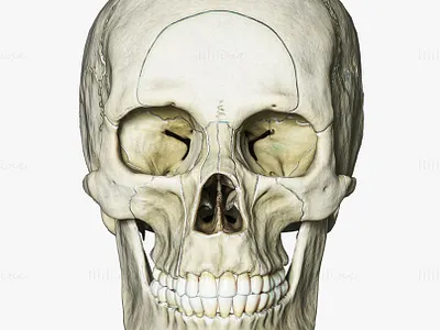 Human Skull Explode Anatomy Atlas 3D Model V2