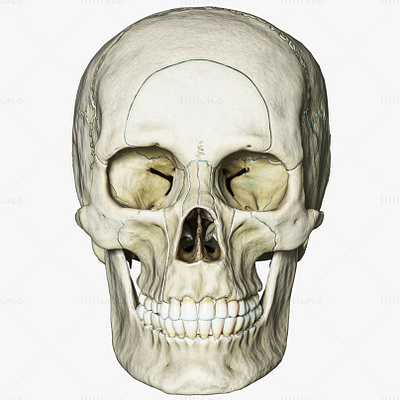 Human Skull Explode Anatomy Atlas 3D Model V2