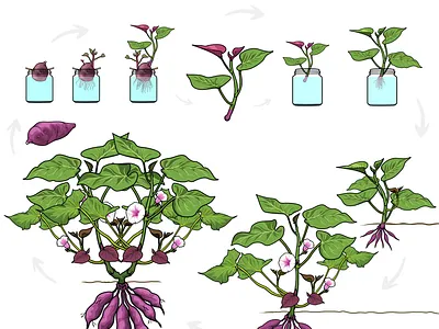 Education Project - Plant - Growing Stages. biology education educational growing growing plant illustration layouting nature planting plat science tree vector
