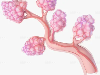 Breast Lactiferous Duct Anatomy 3D Model
