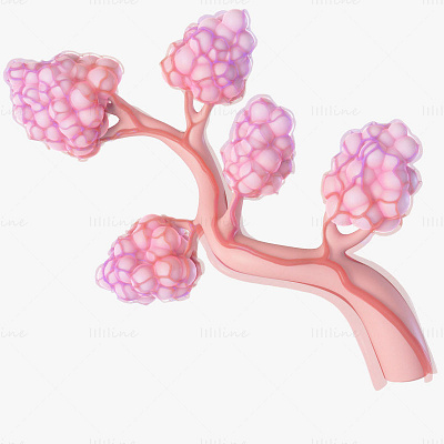 Breast Lactiferous Duct Anatomy 3D Model