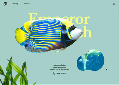3D Animated Emperor Angelfish 3d animation design landingpage ui uidesign website