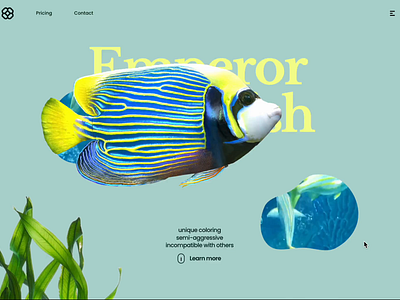 3D Animated Emperor Angelfish 3d animation design landingpage ui uidesign website