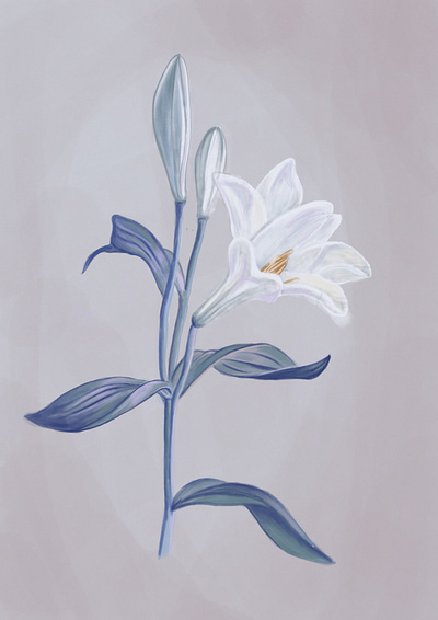 cold lily illustration