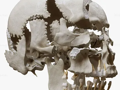 Human Skull Explode Anatomy Atlas 3D Model