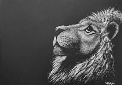 Lion Scratch Board art illustration lion scratch