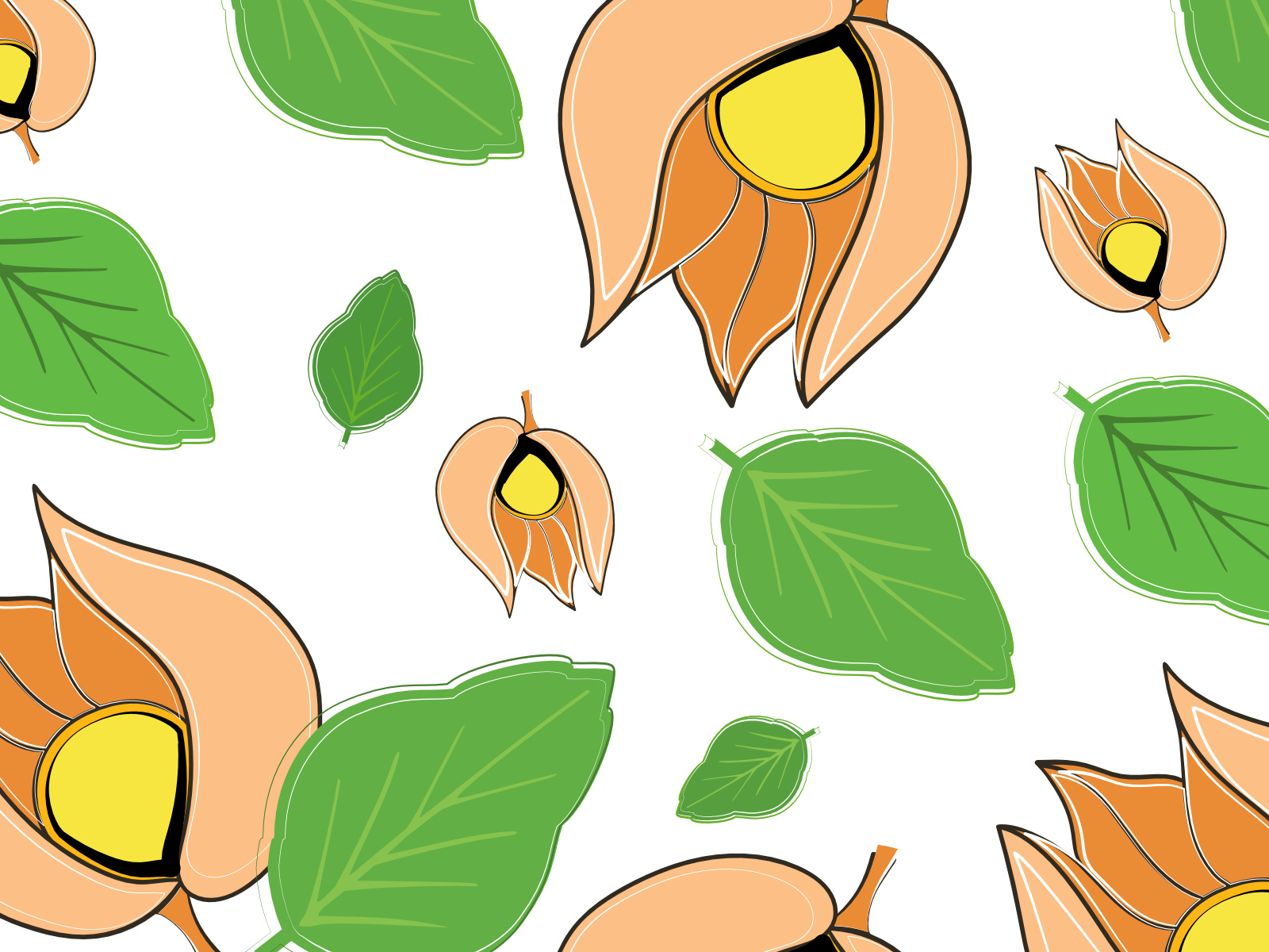 Ashwagandha ashwagandha flowers fruit graphic design green leaf herbs vector illustration