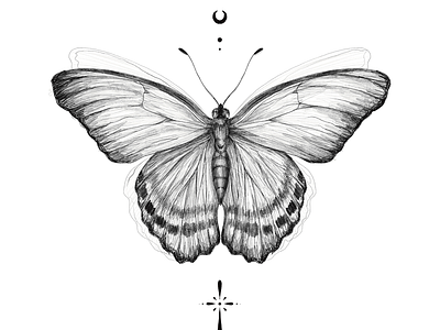 Butterfly Drawing apple pencil black and white butterfly drawing ink ipad painting procreate tattoo design wings