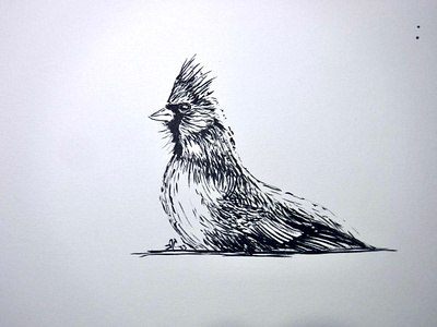 Kindly place the Aves upon it thusly bird cardinal drawing illustration ink inktober