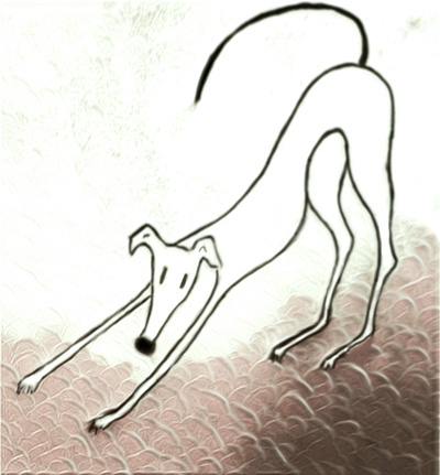 Greyhound Stretches design dog greyhound illustration pets