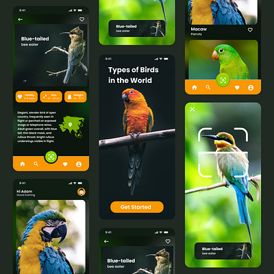 Type of Birds in the World birds burung figma green indoneasia mobile design mockup phone prototype ui web design website