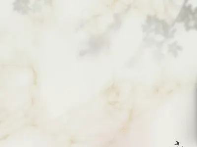 Bird Nest Drink Instagram Feed Simple Motion