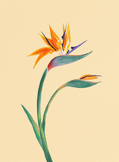 Digital Blossoms botanical design flowers graphic design illustration illustrator oil painting procreate