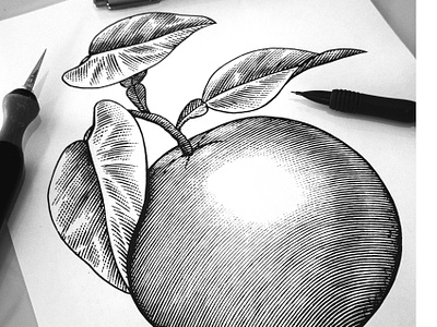 Avalon Organics Packaging Illustrated by Steven Noble artwork avalon organics design engraving etching illustration illustrator ink line art logo scratchboard steven noble woodcut