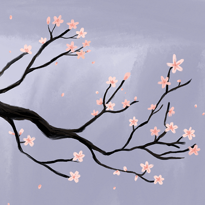 Sakura cherry blossom flowers illustration japan sakura spring