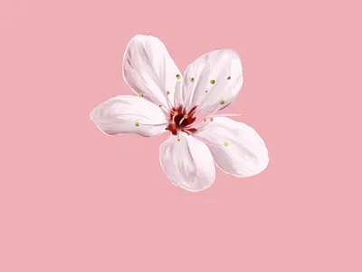 Cherry Blossoms cherry digital painting drawing flowers illustration painting
