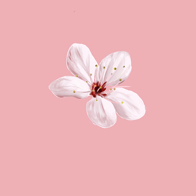 Cherry Blossoms cherry digital painting drawing flowers illustration painting