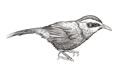 Streak-breasted Scimitar Babbler bird black and white drawing illustration vintage