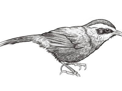 Streak-breasted Scimitar Babbler bird black and white drawing illustration vintage